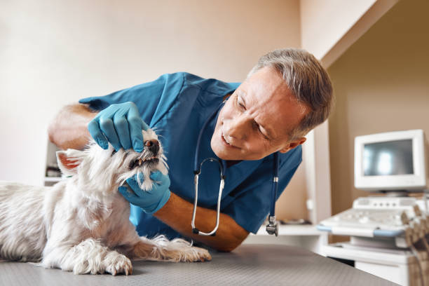 Best Emergency X-Rays and Diagnostics in Buena Park, CA